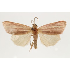 /filer/webapps/moths/media/images/T/transvaalica_Masalia_AM_RMCA.jpg