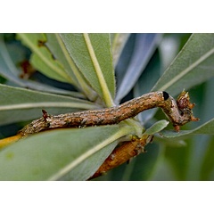 /filer/webapps/moths/media/images/L/lienardi_Achaea_C_Roland_01.jpg