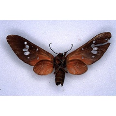 /filer/webapps/moths/media/images/O/obliterata_Balacra_HT_ZMHB_02.jpg