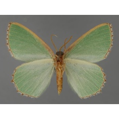 /filer/webapps/moths/media/images/F/fuscoterminata_Heterorachis_A_ZSM_02.jpg