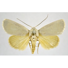 /filer/webapps/moths/media/images/I/immaculata_Westermannia_AM_NHMO.jpg