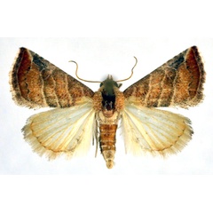 /filer/webapps/moths/media/images/B/baccalix_Eublemma_A_NHMO.jpg