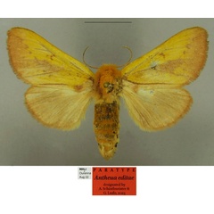 /filer/webapps/moths/media/images/E/editae_Antheua_PTF_Schintlmeister.jpg