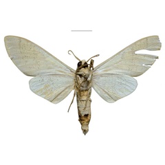 /filer/webapps/moths/media/images/P/politzari_Neoclanis_PTM_ZSMb.jpg