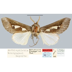 /filer/webapps/moths/media/images/B/bourgognei_Antiophlebia_HT_MNHN.jpg