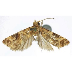 /filer/webapps/moths/media/images/O/oluducha_Lobesia_HT_RMCA.jpg