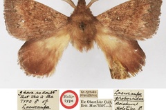Leipoxais proboscidea