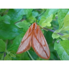 /filer/webapps/moths/media/images/A/aprica_Hadraphe_A_Ajibade.jpg