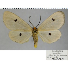 /filer/webapps/moths/media/images/C/cinerea_Geodena_AF_ZSM.jpg