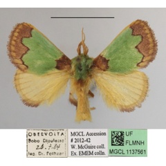 /filer/webapps/moths/media/images/P/prussi_Parasa_A_MGCLa_01.JPG