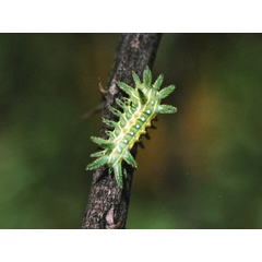 /filer/webapps/moths/media/images/A/amoena_Coenobasis_C_Roland.jpg