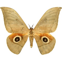 /filer/webapps/moths/media/images/G/goodii_Lobobunaea_AM_MCJM.jpg