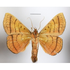 /filer/webapps/moths/media/images/C/capensis_Hypopyra_A_MGCLb_01.JPG