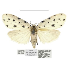 /filer/webapps/moths/media/images/O/odzala_Siccia_HT_ANHRT.jpg