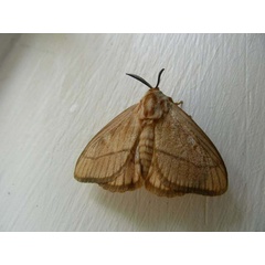 /filer/webapps/moths/media/images/B/bartschi_Strigivenifera_A_Waring.jpg