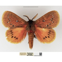/filer/webapps/moths/media/images/E/erythrura_Laeliopsis_AM_NHMUK_01.jpg