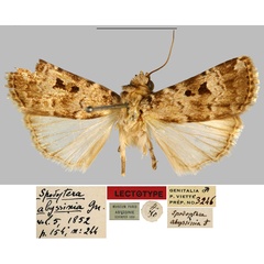 /filer/webapps/moths/media/images/A/abyssinia_Spodoptera_LT_MNHN.jpg