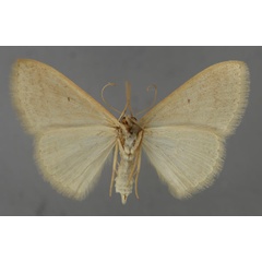 /filer/webapps/moths/media/images/A/atricapilla_Scopula_A_ZSM_02.jpg