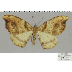 /filer/webapps/moths/media/images/F/falcula_Milocera_AF_ZSMa.jpg