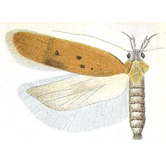 /filer/webapps/moths/media/images/T/tephrodes_Ypsolophus_HT_Meyrick_6-2.jpg