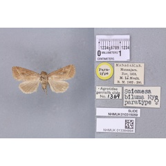 /filer/webapps/moths/media/images/B/biluma_Sciomesa_PTF_BMNH_02a.jpg