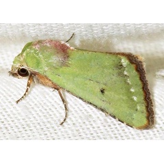 /filer/webapps/moths/media/images/A/aerugo_Adisura_A_Braun_07.jpg