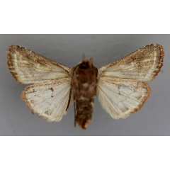 /filer/webapps/moths/media/images/A/anthophyes_Conservula_A_RMCA_02.jpg