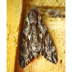 /filer/webapps/moths/media/images/C/convolvuli_Agrius_A_Roland_01.jpg