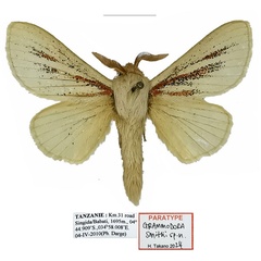 /filer/webapps/moths/media/images/S/smithi_Grammodora_PTM_Basquin.jpg