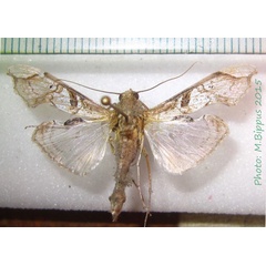 /filer/webapps/moths/media/images/S/subjectalis_Terastia_A_Bippus_02.jpg