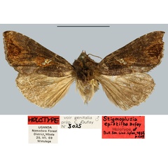 /filer/webapps/moths/media/images/E/epistilba_Stigmoplusia_HT_MNHN.jpg