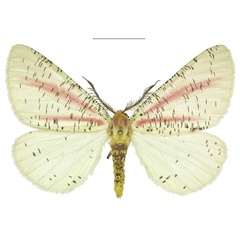 /filer/webapps/moths/media/images/P/paeonistriata_Nothabraxas_HT_ANHRT.jpg