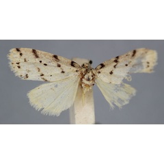 /filer/webapps/moths/media/images/A/africana_Eugoa_HT_BMNH_lK5dl75.jpg
