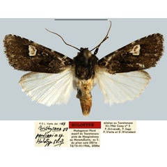 /filer/webapps/moths/media/images/P/pauliani_Brithysana_HT_MNHN.jpg