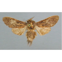 /filer/webapps/moths/media/images/C/comma_Stenostauridia_A_RMCA.jpg