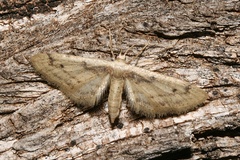Idaea lilliputaria