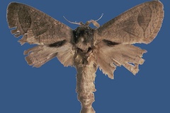 Shimbania kerstinhempae