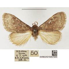 /filer/webapps/moths/media/images/C/chrysogramma_Dasychirinula_AM_NHMUK.jpg