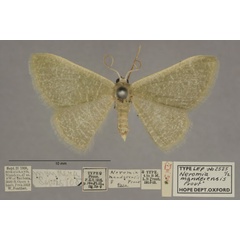 /filer/webapps/moths/media/images/M/manderensis_Neromia_PTF_OUMNHa_01.jpg