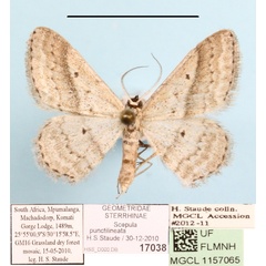 /filer/webapps/moths/media/images/P/punctilineata_Scopula_A_MGCLa_01.JPG