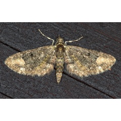 /filer/webapps/moths/media/images/R/rubiginifera_Eupithecia_A_Heyns_02.jpg
