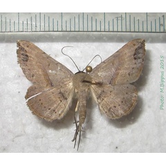 /filer/webapps/moths/media/images/M/marchalii_Maxera_A_Bippus_02.jpg