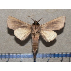 /filer/webapps/moths/media/images/H/heterogyna_Peratodonta_A_Goff_02.jpg