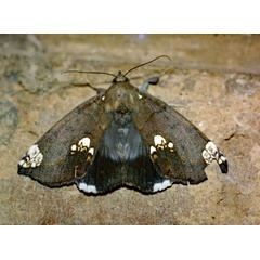 /filer/webapps/moths/media/images/D/dasybasis_Achaea_A_Roland_01.jpg