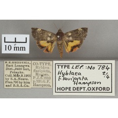 /filer/webapps/moths/media/images/F/flavipicta_Hyblaea_PT_OUMNHa_02.jpg