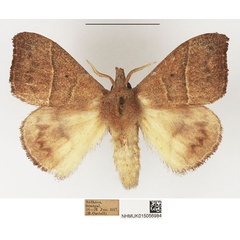 /filer/webapps/moths/media/images/P/phaula_Hapsimachogonia_AM_NHMUK.jpg