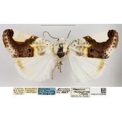 /filer/webapps/moths/media/images/M/margaritata_Acontia_AM_NHMUK.jpg