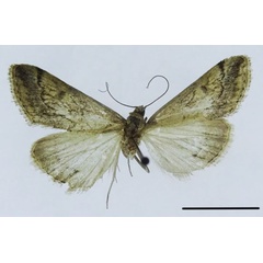 /filer/webapps/moths/media/images/V/viridifuscalis_Evergestis_HT_ZSM.jpg