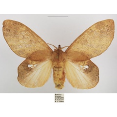 /filer/webapps/moths/media/images/A/africana_Estigena_AF_TSMA.jpg
