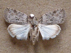 /usr/local/www/sites/moths/media/images/V/virgulana_Paradasena_A_Butler.jpg